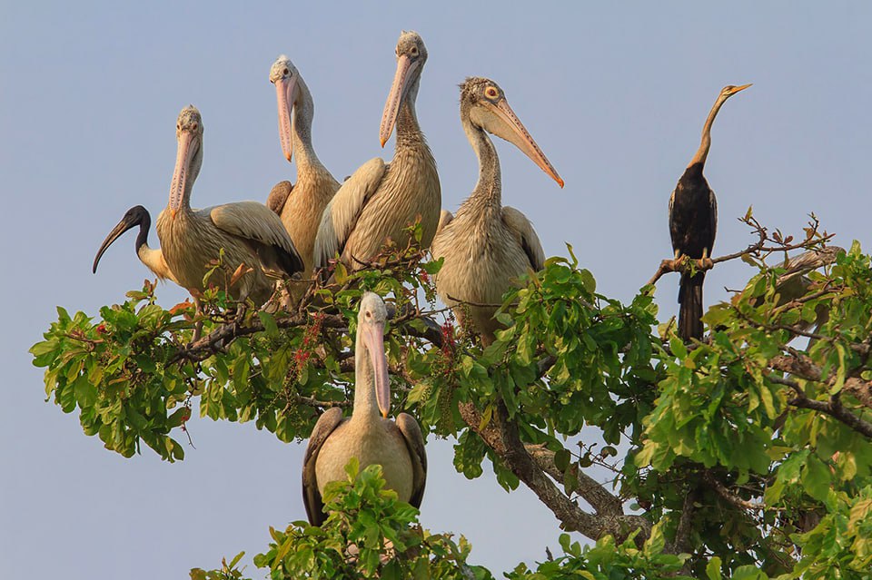 1-Day Prek Toal  Water Bird Discovery Tour